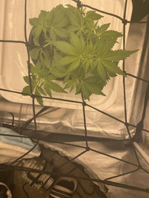 Something very NEW from TH is here^^. Week 5