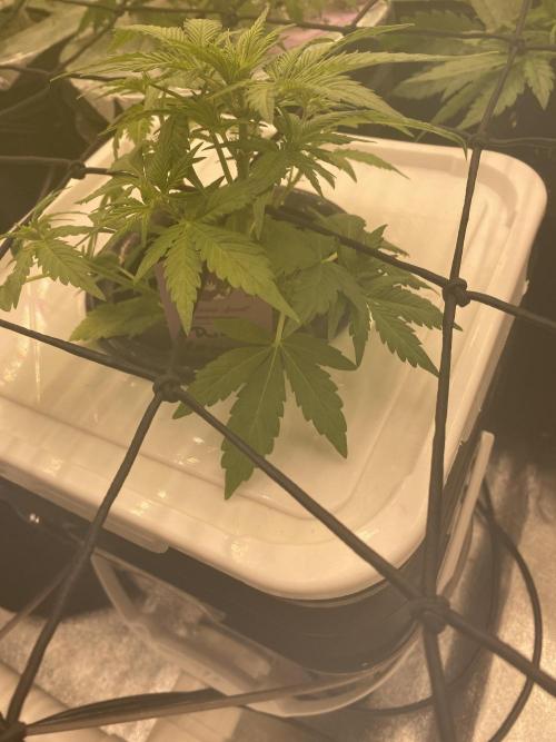 Something very NEW from TH is here^^. Week 5