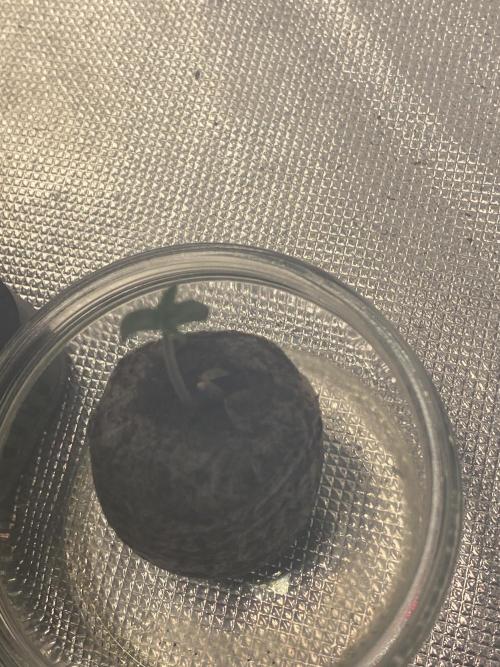 Georgia Z Gum. Week 1