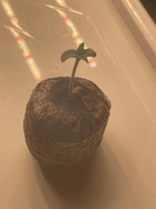 Georgia Z Gum. Week 1