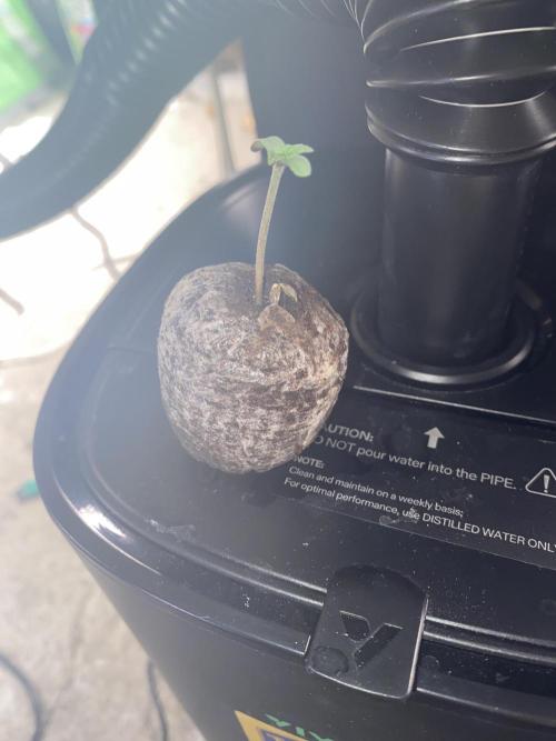 Georgia Z Gum. Week 1