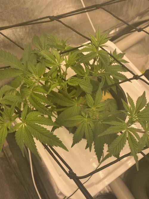 Enemy of the State V2. Week 5