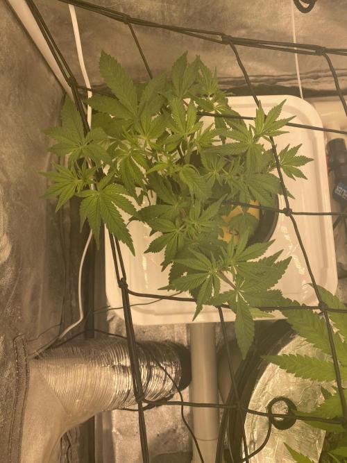 Enemy of the State V2. Week 5