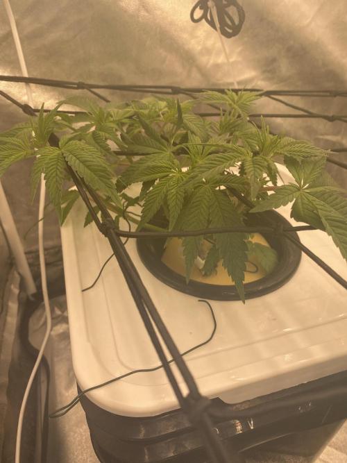 Enemy of the State V2. Week 5