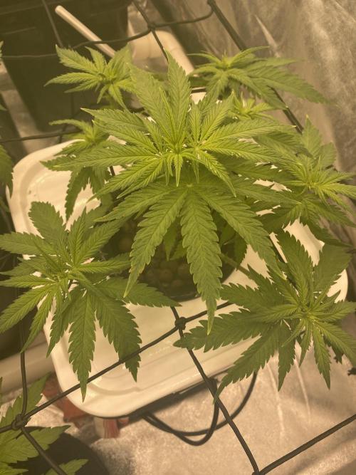 Enemy of the State V3. Week 5