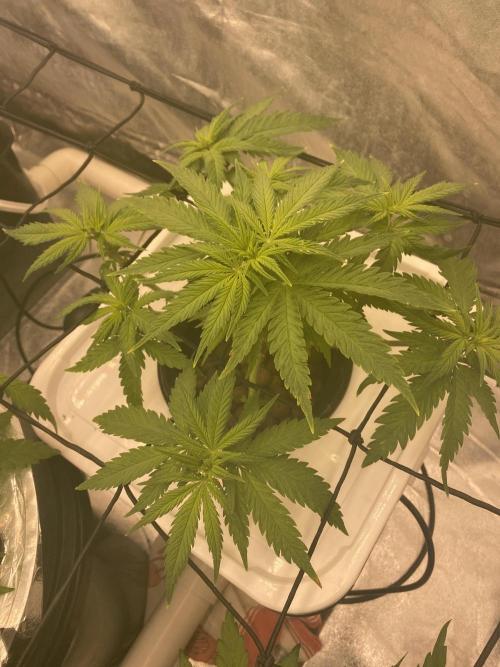 Enemy of the State V3. Week 5