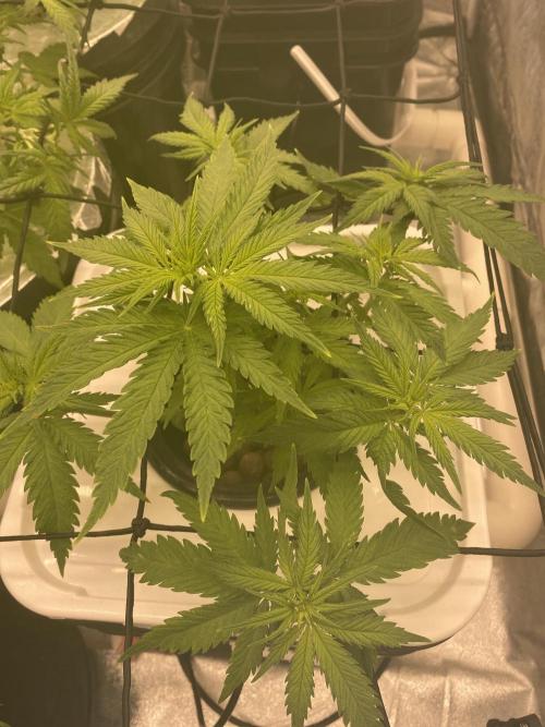 Enemy of the State V3. Week 5