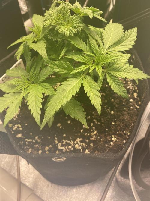 Bubblegum anyone. Week 4