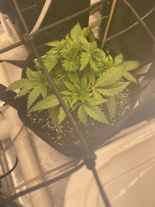 Bubblegum anyone. Week 4