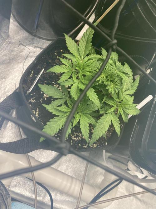 Bubblegum anyone. Week 4