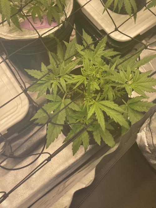 Sweet France. Week 4