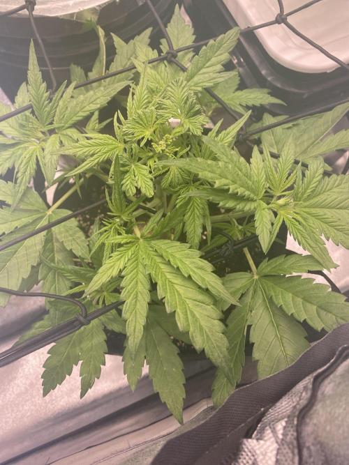 Sweet France. Week 4