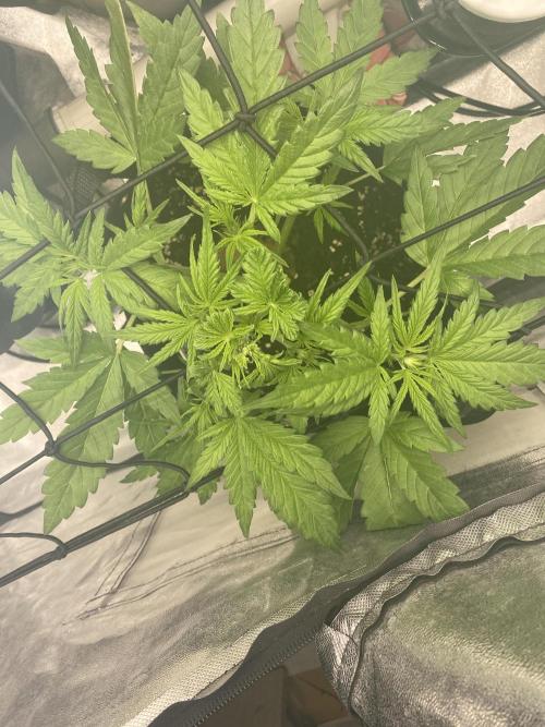 Sweet France. Week 4