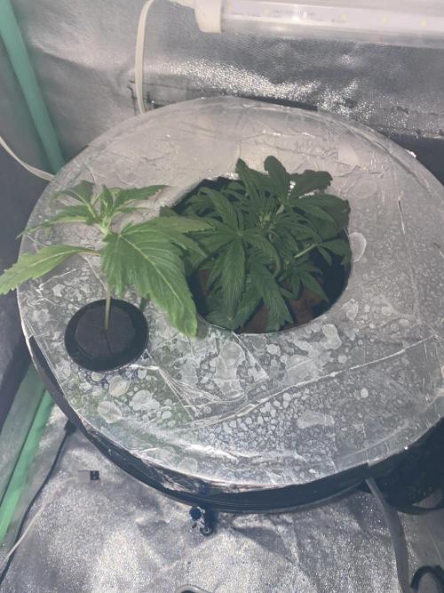 Some LPC1xBubblegum Test Grows. Week 1