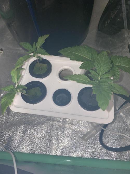 Some LPC1xBubblegum Test Grows. Week 1