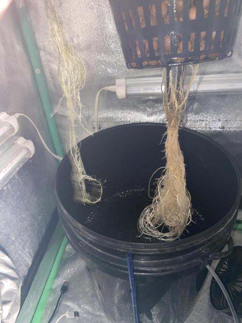 Some LPC1xBubblegum Test Grows. Week 1