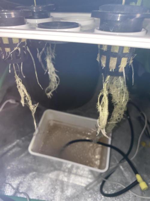 Some LPC1xBubblegum Test Grows. Week 1