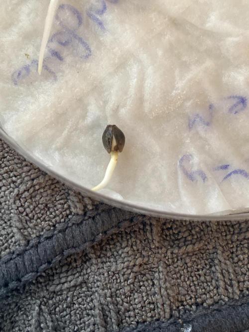 Broccoli and Sticky = Sticky Broccoli. Week 0