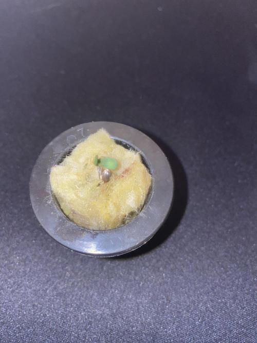 Broccoli and Sticky = Sticky Broccoli. Week 0