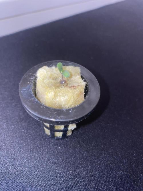 Broccoli and Sticky = Sticky Broccoli. Week 0