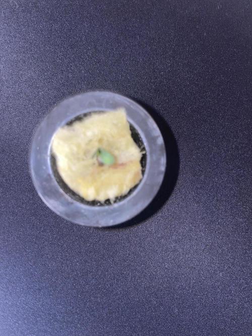 Broccoli and Sticky = Sticky Broccoli. Week 0