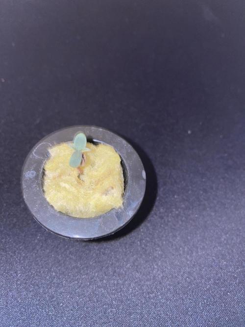 The Father of God???. Week 0