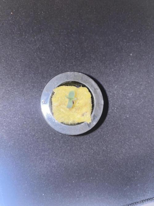 The Father of God???. Week 0