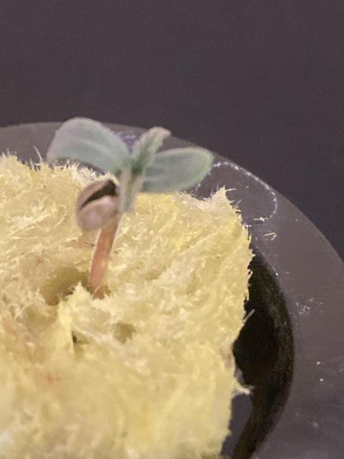 The Father of God???. Week 0