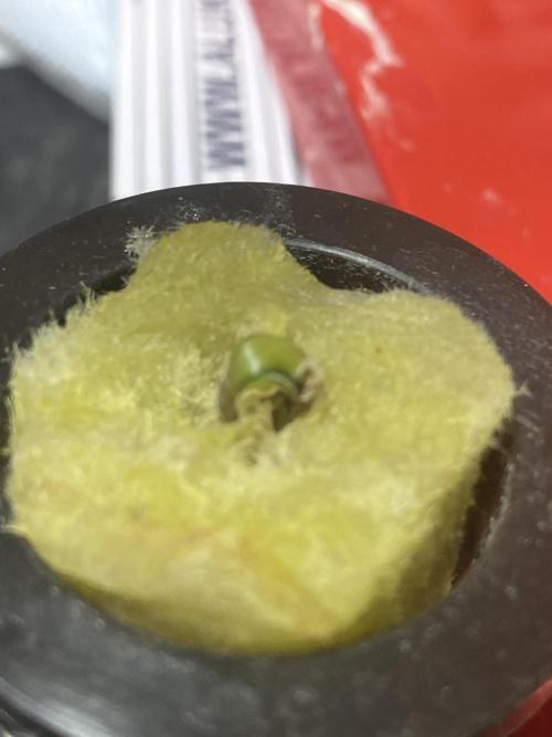 Sticky Broccoli but faster ;-=). Week 0