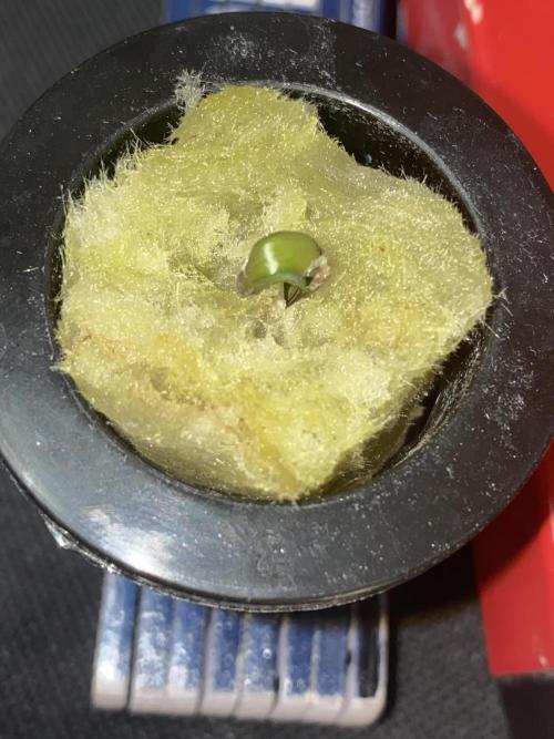 Sticky Broccoli but faster ;-=). Week 0