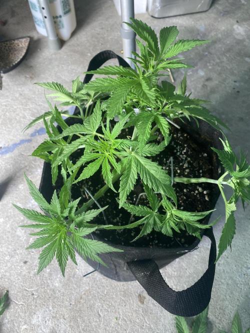 Bubblegum anyone. Week 5