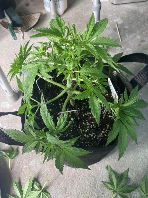 Bubblegum anyone. Week 5