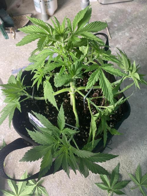 Bubblegum anyone. Week 5