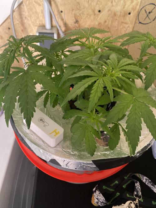 French Macaron someone?. Week 7