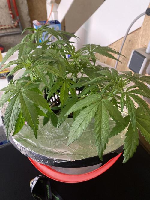 French Macaron someone?. Week 7