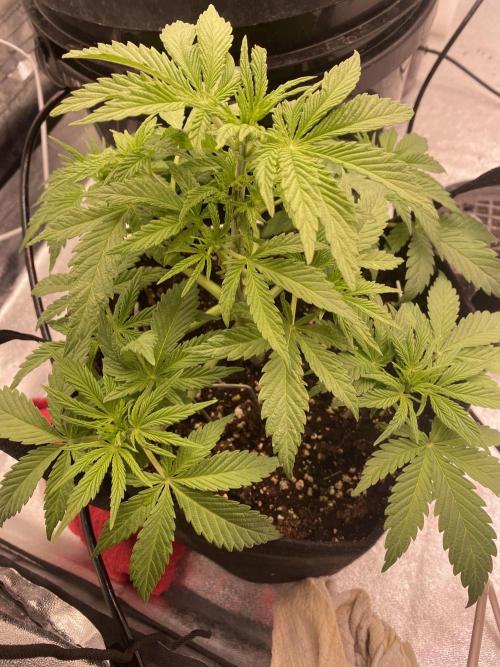 Sweet France. Week 5