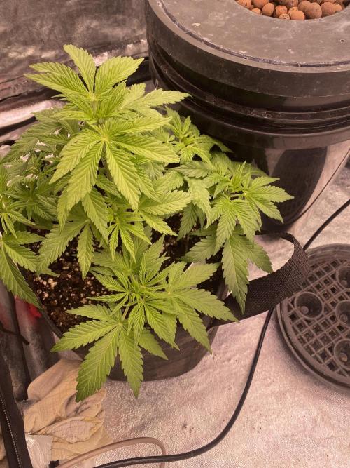 Sweet France. Week 5