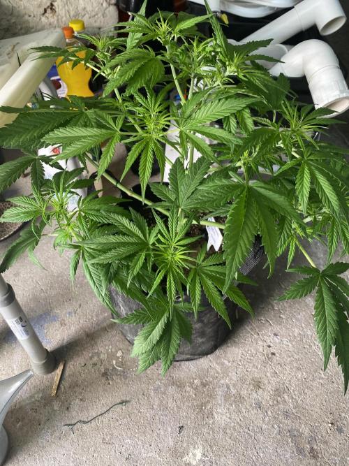 Bubblegum anyone. Week 6