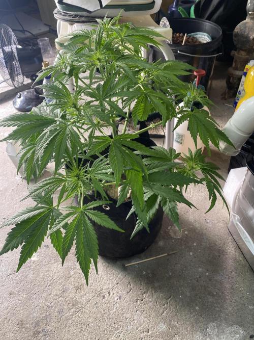 Bubblegum anyone. Week 6