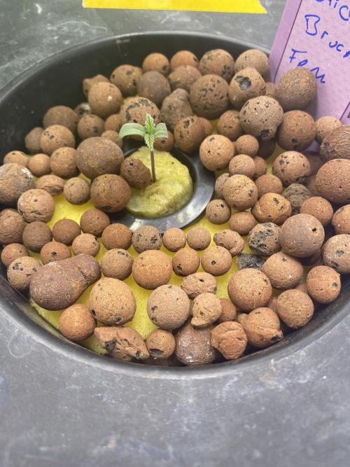 Sticky Broccoli but faster ;-=). Week 1