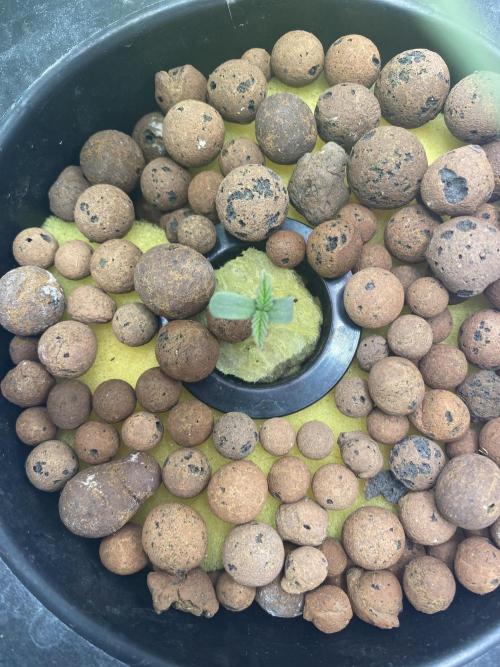 Sticky Broccoli but faster ;-=). Week 1