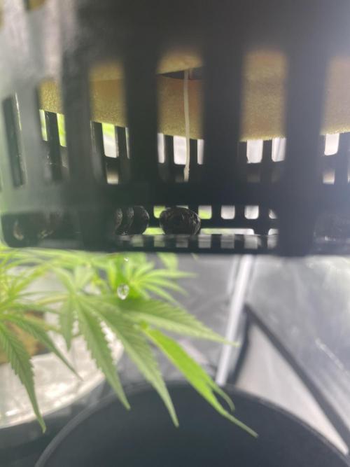 Sticky Broccoli but faster ;-=). Week 1