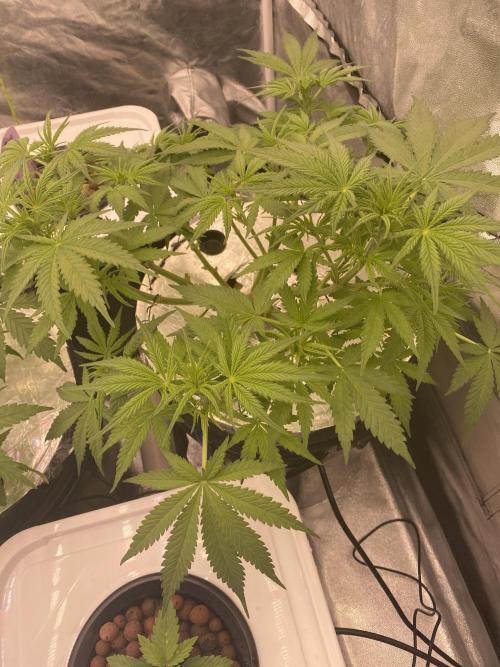 Bubblegum anyone. Week 7