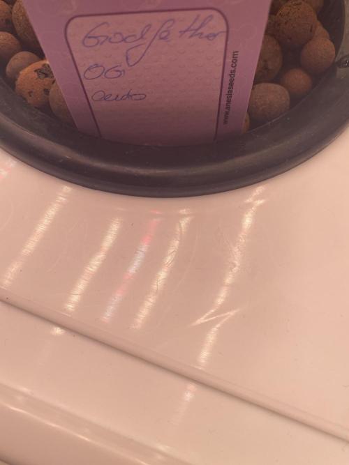 The Father of God???. Week 1