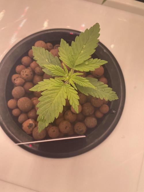 The Father of God???. Week 1