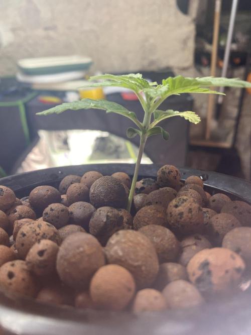 The Father of God???. Week 1