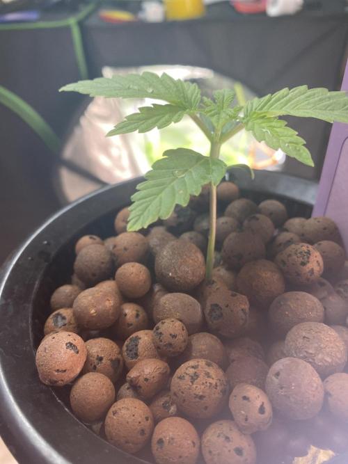 The Father of God???. Week 1