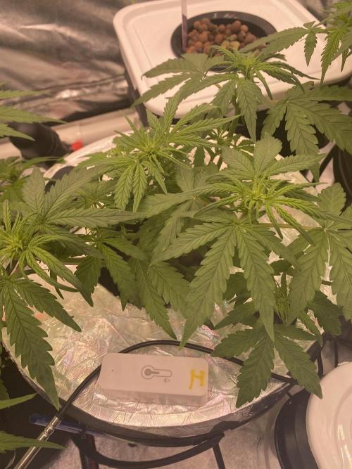 French Macaron someone?. Week 8