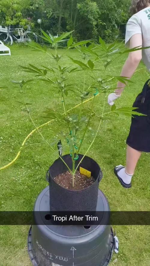 Tropicana Cookies Auto FB42