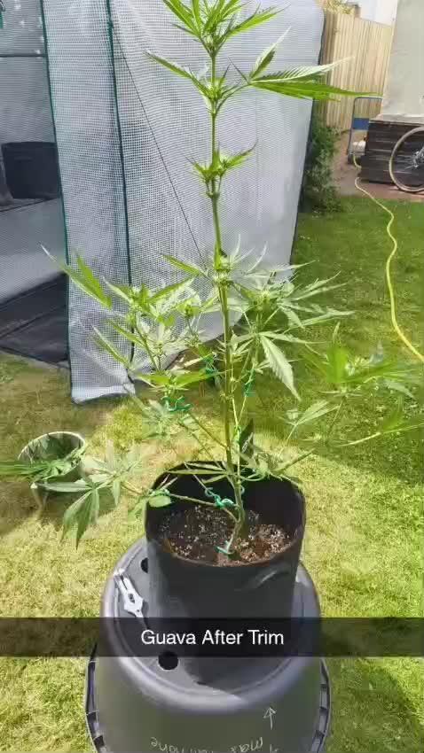 Guava Auto FB42